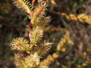 Vivers Càrex - Salix elaeagnos 