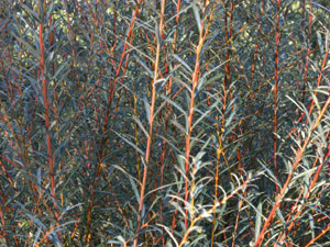 Vivers Càrex - Salix purpurea 