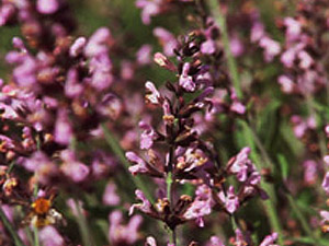 Vivers Càrex - Salvia fruticosa 