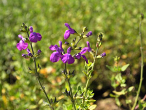 Vivers Càrex - Salvia 'Christine Yeo'