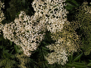 Vivers Càrex - Sambucus nigra 