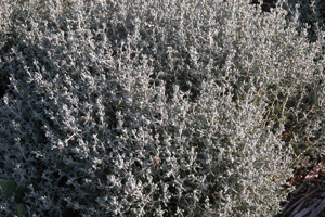 Vivers Càrex - Santolina chamaecyparissus subsp. magonica