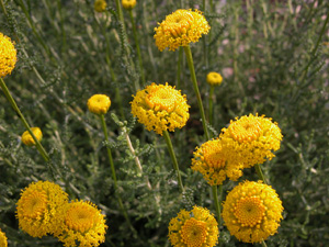 Vivers Càrex - Santolina chamaecyparissus subsp. squarrosa