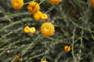 Vivers Càrex - Santolina rosmarinifolia 