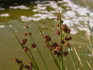 Vivers Càrex - Scirpus holoschoenus 