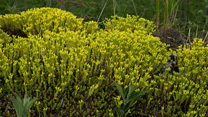 Vivers Càrex - Sedum acre 