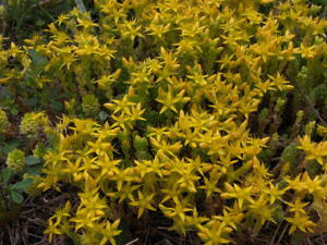 Vivers Càrex - Sedum acre 