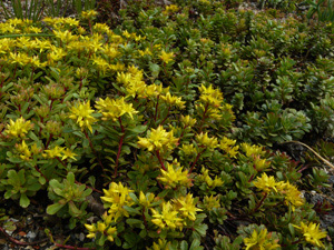 Vivers Càrex - Sedum floriferum 
