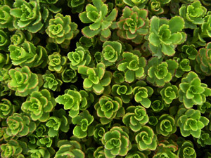 Vivers Càrex - Sedum floriferum 