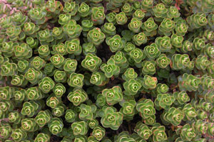 Vivers Càrex - Sedum spurium var. coccineum