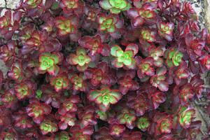 Vivers Càrex - Sedum spurium var. coccineum