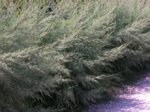 Vivers Càrex - Tamarix canariensis 