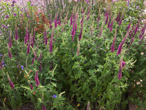 Vivers Càrex - Teucrium hyrcanicum
