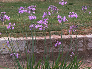 Vivers Càrex - Tulbaghia violacea 