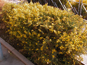 Vivers Càrex - Ulex parviflorus 