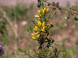 Vivers Càrex - Ulex parviflorus 