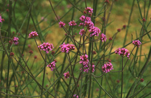 Vivers Càrex - Verbena bonariensis 
