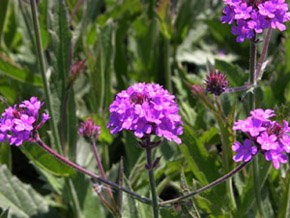 Vivers Càrex - Verbena rigida 