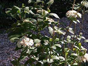 Vivers Càrex - Viburnum lantana 