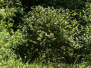 Vivers Càrex - Viburnum lantana 