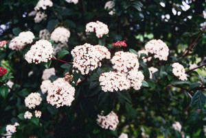 Vivers Càrex - Viburnum tinus 