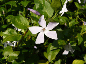 Vivers Càrex - Vinca difformis 