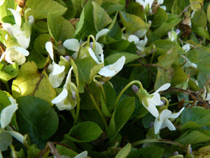 Vivers Càrex - Viola suavis subsp. catalonica