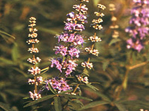 Vivers Càrex - Vitex agnus-castus 